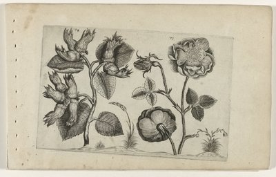 Leszczyna w różach Cognoscite Lily (tytuł serii) autorstwa Crispijn van de Passe (I) (attributed to)