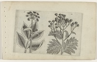 Hertswortel en boerenwormkruid Poznaj lilie (tytuł serii) autorstwa Crispijn van de Passe (I) (attributed to)