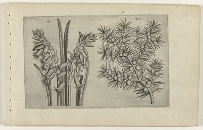 Hiacynt en jenerbes Poznaj lilie (tytuł serii) autorstwa Crispijn van de Passe (I) (attributed to)
