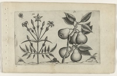 Jaśmin i gruszka Cognoscite lilia (tytuł serii) autorstwa Crispijn van de Passe (I) (attributed to)