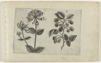 Kamperfoelie en framboos Poznaj lilie (tytuł serii) autorstwa Crispijn van de Passe (I) (attributed to)