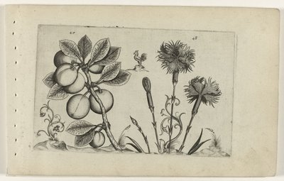 Kerspruit i tuinanjer Poznaj lilie (tytuł serii) autorstwa Crispijn van de Passe (I) (attributed to)