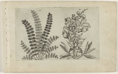 Mały pryszcz i duży lucjan Cognoscite Lilia (tytuł serii) autorstwa Crispijn van de Passe (I) (attributed to)