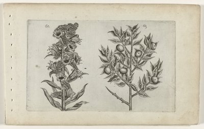 Kromhals en muisdoorn Poznaj lilie (tytuł serii) autorstwa Crispijn van de Passe (I) (attributed to)