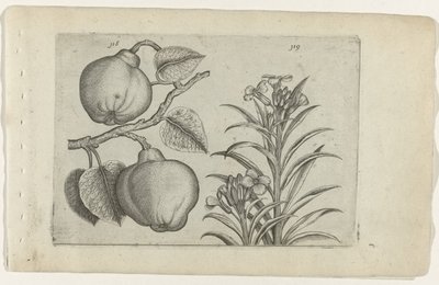 Kweepeer i muurbloem Cognoscite Lily (tytuł serii) autorstwa Crispijn van de Passe (I) (attributed to)
