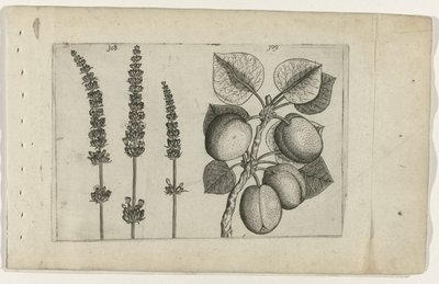 Lavendel i morele Poznaj lilie (tytuł serii) autorstwa Crispijn van de Passe (I) (attributed to)