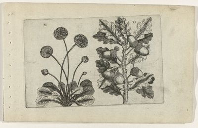 Dąb szypułkowy i stokrotka Cognoscite lilia (tytuł serii) autorstwa Crispijn van de Passe (I) (attributed to)