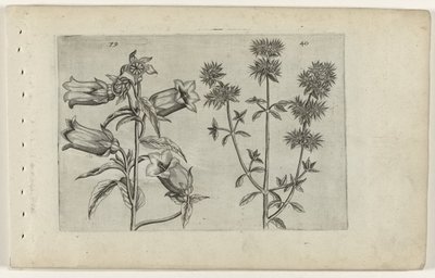 Zegar Mariette i majeranek Cognoscite lilia (tytuł serii) autorstwa Crispijn van de Passe (I) (attributed to)