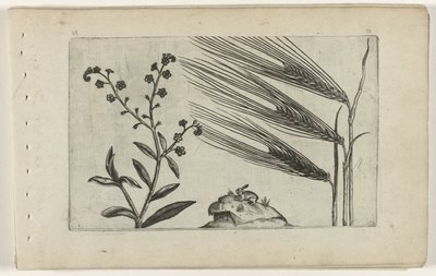 Bagienna niezapominajka i jęczmień Cognoscite lilia (tytuł serii) autorstwa Crispijn van de Passe (I) (attributed to)