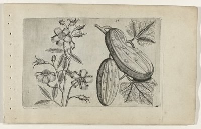Muskusroos i komkor Poznaj lilie (tytuł serii) autorstwa Crispijn van de Passe (I) (attributed to)