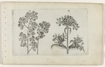 Paproć ścienna i mydlnica Cognoscite lilia (tytuł serii) autorstwa Crispijn van de Passe (I) (attributed to)