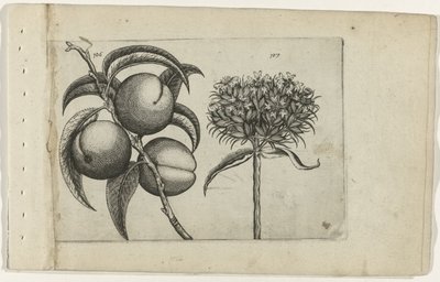 Brzoskwinia i płonąca miłość Cognoscite lilia (tytuł serii) autorstwa Crispijn van de Passe (I) (attributed to)