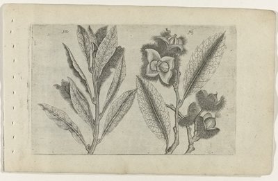Salie en tamme kastanje Poznaj lilie (tytuł serii) autorstwa Crispijn van de Passe (I) (attributed to)