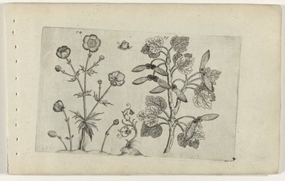 Ostry jaskier i klon polny Cognoscite lilia (tytuł serii) autorstwa Crispijn van de Passe (I) (attributed to)