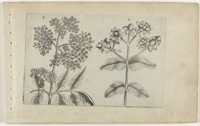 Sering en mansbloed Poznaj lilie (tytuł serii) autorstwa Crispijn van de Passe (I) (attributed to)