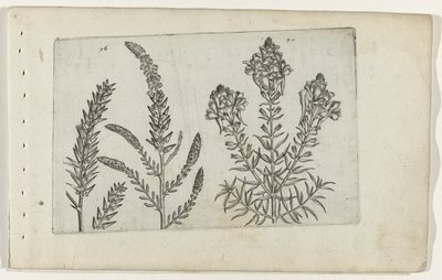 Tamarisk en vlasbekje Poznaj lilie (tytuł serii) autorstwa Crispijn van de Passe (I) (attributed to)