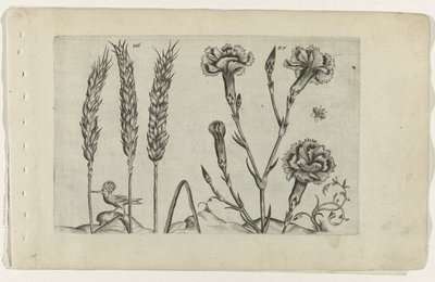 Tarwe en tuinanjer Poznaj lilie (tytuł serii) autorstwa Crispijn van de Passe (I) (attributed to)
