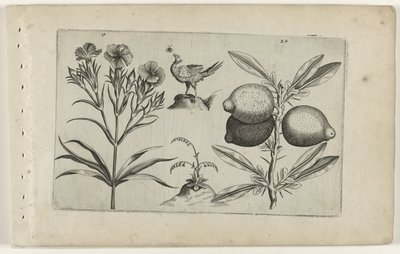 Tuinanjer en citroen Poznaj lilie (tytuł serii) autorstwa Crispijn van de Passe (I) (attributed to)
