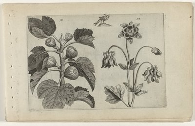 Drzewo figowe i dziki orlik Cognoscite lilia (tytuł serii) autorstwa Crispijn van de Passe (I) (attributed to)