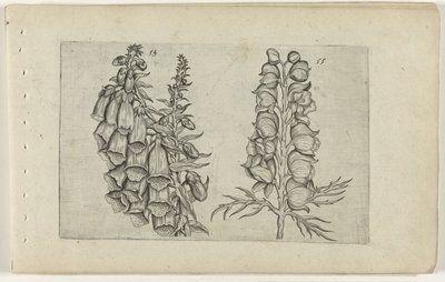 Naparstnica i Niebieski Mnich Cognoscite lilia (tytuł serii) autorstwa Crispijn van de Passe (I) (attributed to)