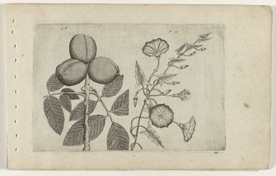 Walnootboom i akkerwinde Poznaj lilie (tytuł serii) autorstwa Crispijn van de Passe (I) (attributed to)