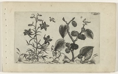 Dzikie delphinium i czarna morwa Cognoscite lilia (tytuł serii) autorstwa Crispijn van de Passe (I) (attributed to)