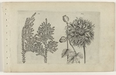 Siedem drzew i kula do spania Cognoscite lilia (tytuł serii) autorstwa Crispijn van de Passe (I) (attributed to)