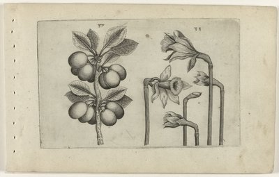 Zure kers i dzikie żonkile Poznaj lilie (tytuł serii) autorstwa Crispijn van de Passe (I) (attributed to)