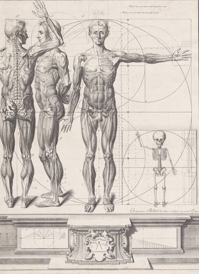 Talerz do „Atlas Anatomico” niepublikowany, Talerz ca. 1680-9..., Talerz ca. 1680-94, drukowany 1740. autorstwa Crisóstomo Martínez
