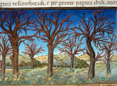 Koniec świata: drzewa zostaną pokryte krwią (ok.147v). 1476 autorstwa Cristoforo De Predis