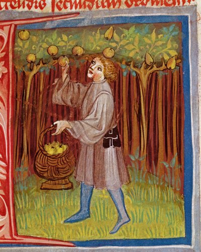 Zbieranie owoców z Opus Rural Commodorum autorstwa Pietro Crescenziego (1230-1321) autorstwa Czech School