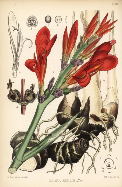 Strzał indyjski, achira lub meeru, Canna indica (Canna edulis). Ręcznie kolorowana litografia autorstwa Hanharta na podstawie ilustracji botanicznej autorstwa Davida Blaira z Robert Bentley and Henry Trimen