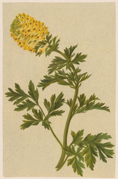 Gałązka z kwiatem Corydalis autorstwa D. van Alphen