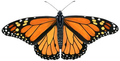 Motyl monarcha (gwasz) autorstwa Damstra Emily