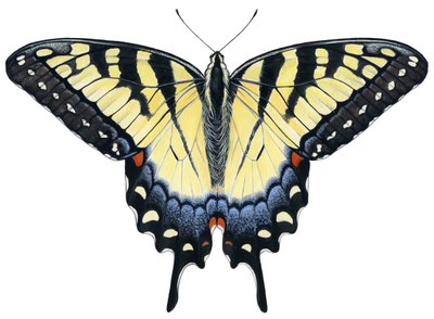 Motyl tygrysi ogon (gwasz) autorstwa Damstra Emily