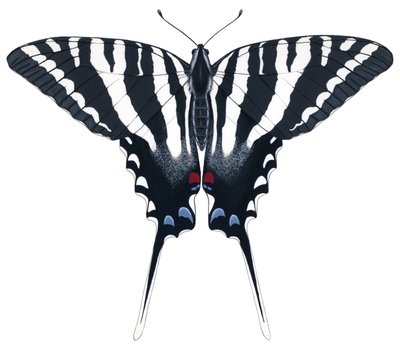 Motyl jaskółczy ogon (gwasz) autorstwa Damstra Emily