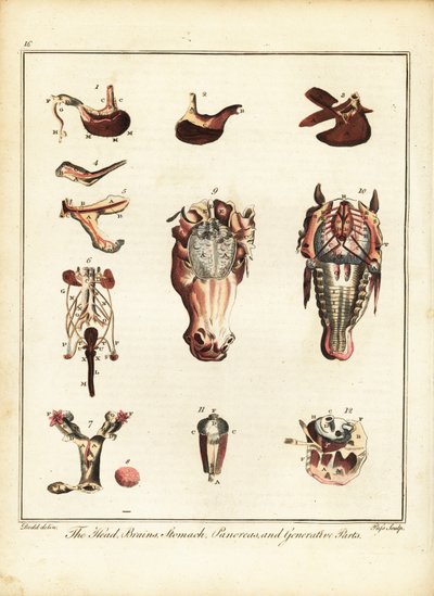 Anatomia konia. 1792 (grawerowanie) autorstwa Daniel (after) Dodd