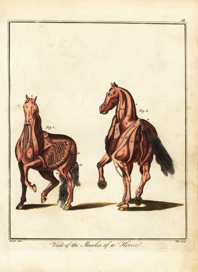 Mięśnie konia. 1792 (grawerowanie) autorstwa Daniel (after) Dodd