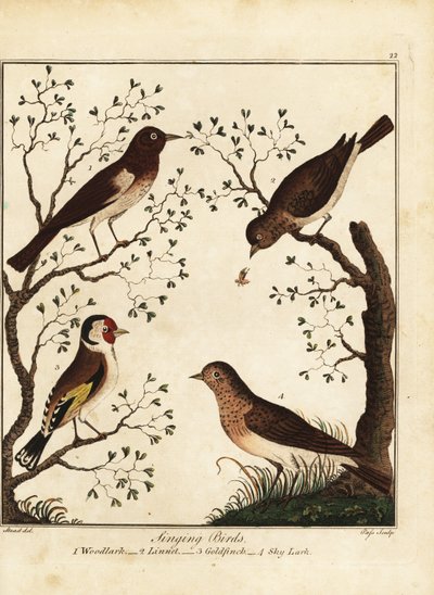 Ptaki śpiewające: skowronek, linnet, szczygieł, skowronek. 1792 (grawerowanie) autorstwa Daniel (after) Dodd