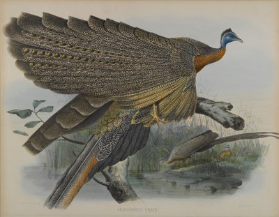 Argusianus Grayii (kolor lito) autorstwa Daniel Giraud and Gould John Elliott