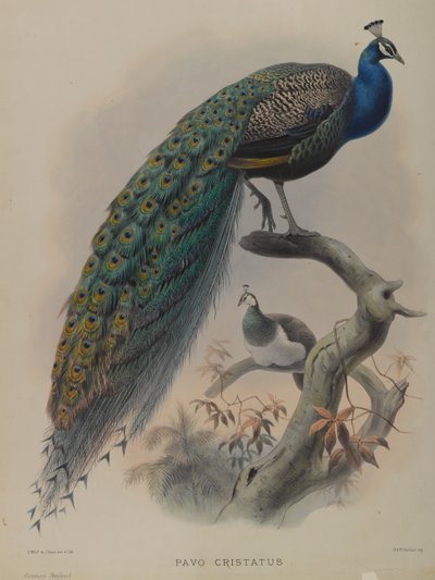 Pavo Cristatus- Paw pospolity (kolor lito) autorstwa Daniel Giraud and Gould John Elliott