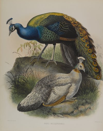 Pavo Nigripennis - Czarny grochówka (kolor lito) autorstwa Daniel Giraud and Gould John Elliott