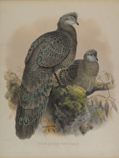 Polyplectron Tibetanum (litografia kolorowa) autorstwa Daniel Giraud and Gould John Elliott