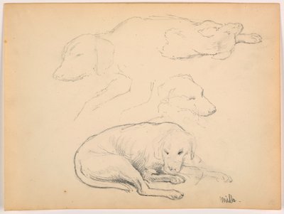 Rysunek, Milo (pointer), kilka studiów, ok. 1862 r. autorstwa Daniel Huntington