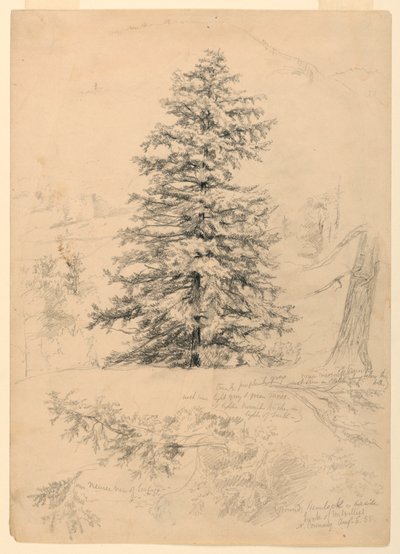 Rysunek, Studium klonu, North Conway, New Hampshire, 6 sierpnia 1855 r. autorstwa Daniel Huntington