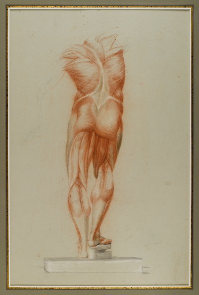 Écorché (Figura Study of Musculature), ok.1848 (kreda i grafit na papierze) autorstwa Daniel Huntington