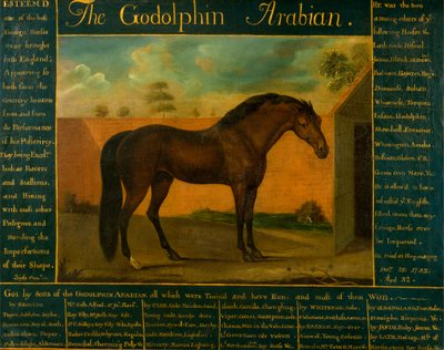 Arab Godolphin autorstwa Daniel Quigley
