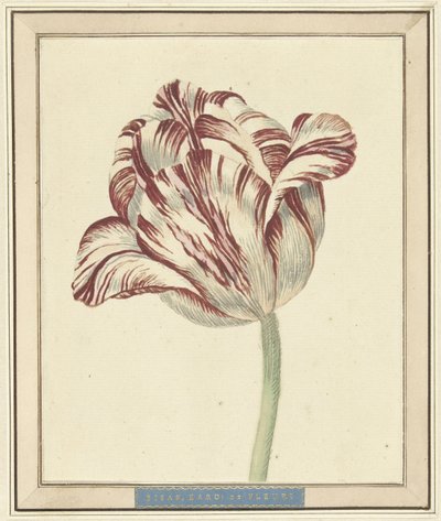 Tulipan o imieniu Bisar, kardynał de Fleuri autorstwa Daniël Marot (II)