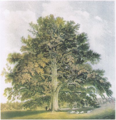 Pollard Willows, Nature in Britain, wyd. Collins, 1946 autorstwa David Cox