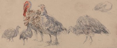 Badanie indyków autorstwa David Cox